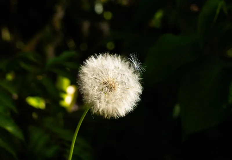 flores Cactus Chalés em Lumiar RJ Nova Friburgo Rio de Janeiro